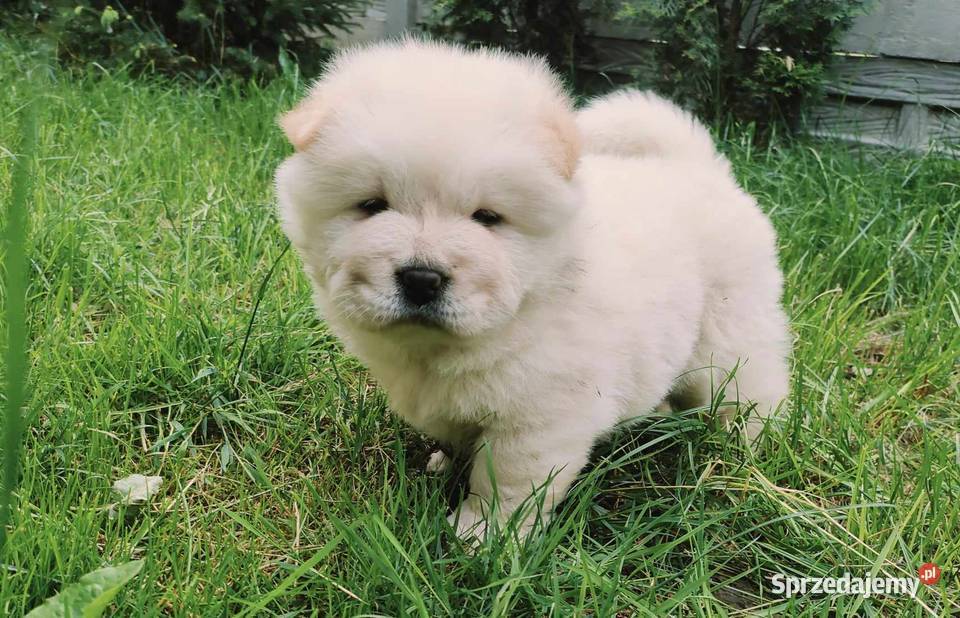 CHOW CHOW CZAU CZAU ŚLICZNE SZCZENIĘTA łódzkie Drogusza