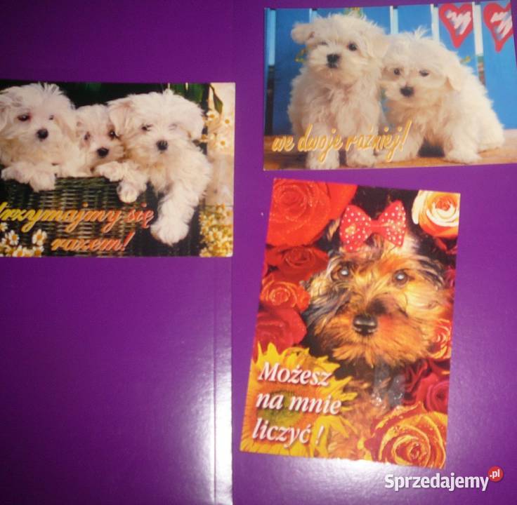 kartki pocztowe pieski 3 dolnośląskie Wrocław