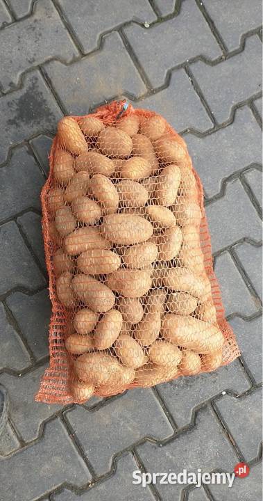 Ziemniaki soraja Charsznica