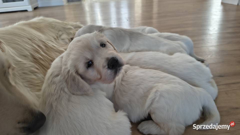 Szczenię Golden retriever