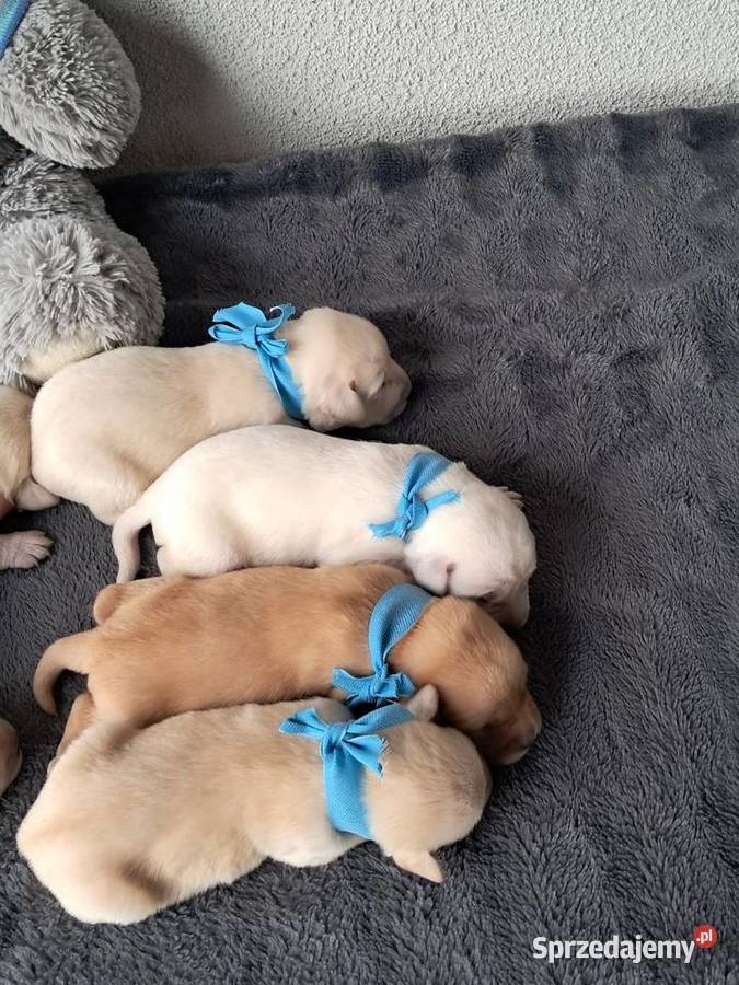 Szczeniaki rasy labrador retriewer Labrador Tarnów