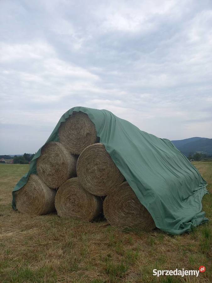 Siano śląskie Cieszyn