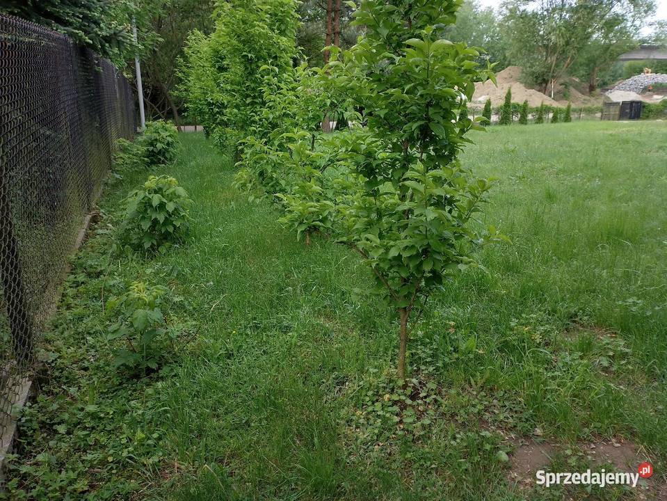 Sobiecin 38500 Jarosław działka budowlana 660 m podkarpackie