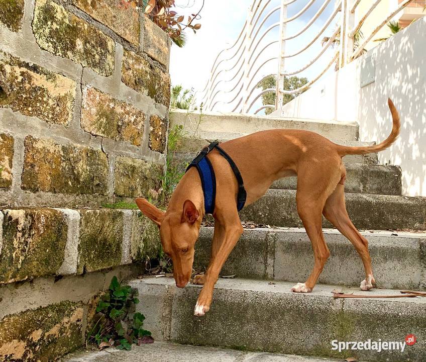 Szczeniaki charta sycylijskiego minatura psa sprzedam