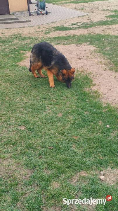 Owczarek niemiecki suczka Owczarek Parzno