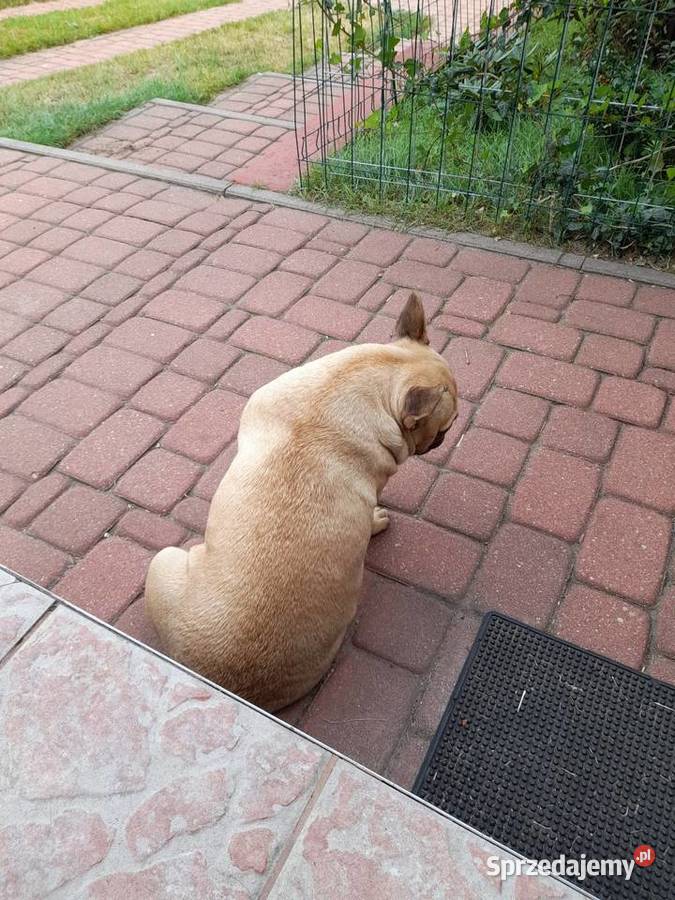 Buldog francuski suczka Augustów