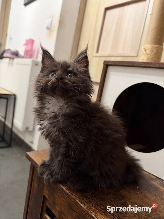 Maine coon kocięta Starogard Gdański