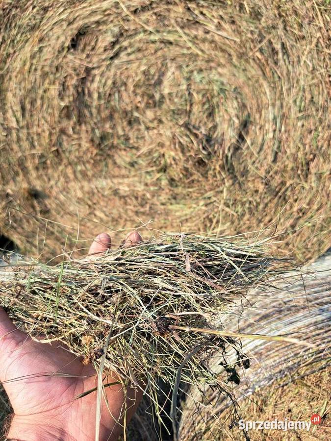 Siano zielone pachnące zwierząt koni bydła Przeczyce