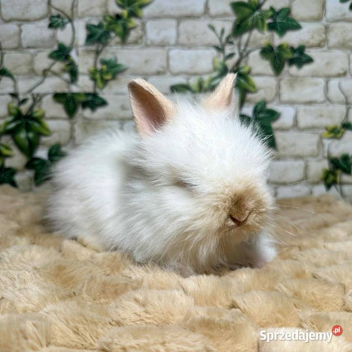 Króliczki miniaturki Karzełki Teddy Zwierzęta Wrocław