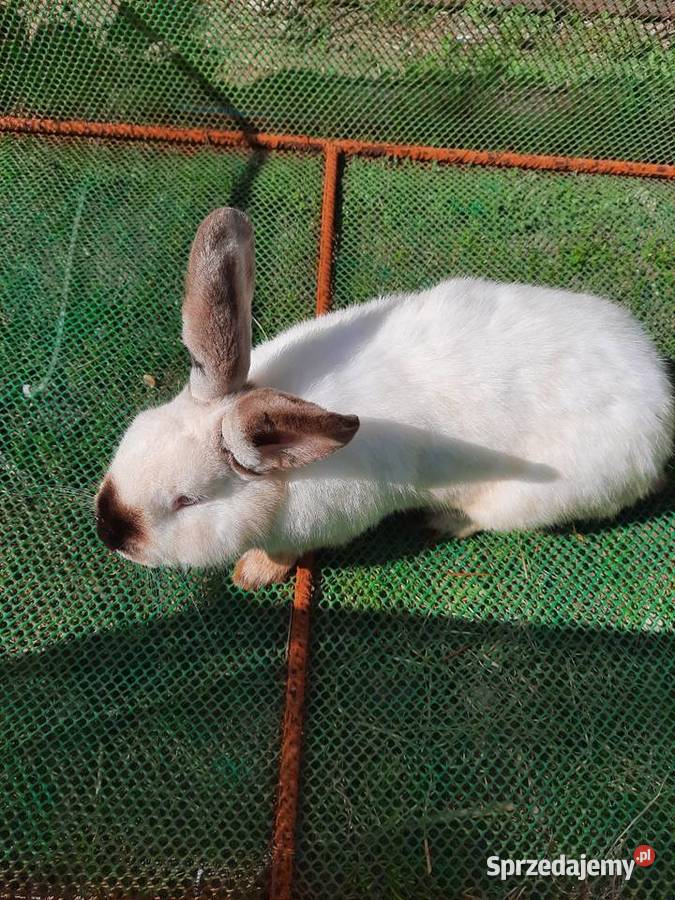 Samce 10 miesiecy Stare Podole