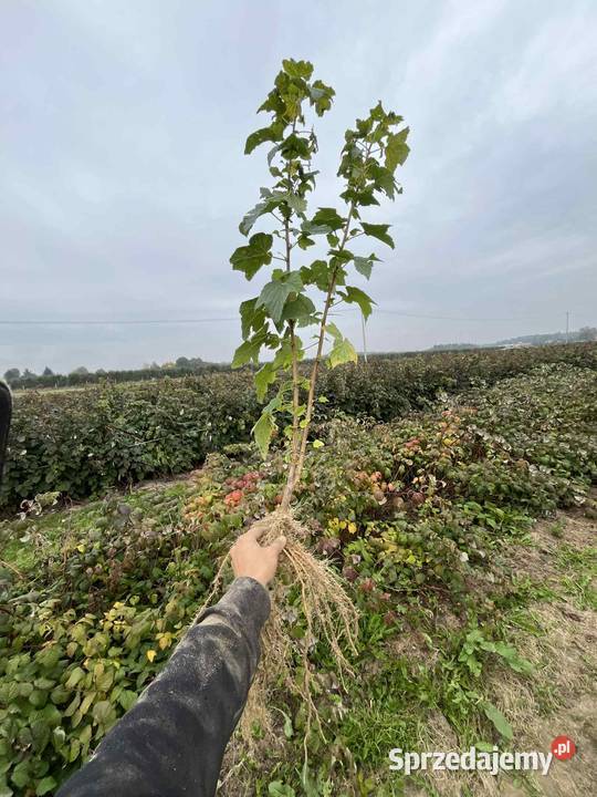 Sadzonka porzeczki tihope Pozostałe Kraśnik