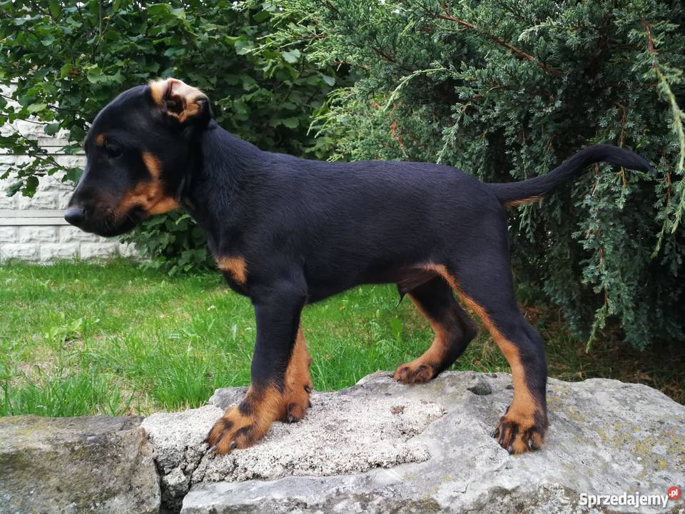 Niemiecki Terier Myśliwski Jagdterrier FCI Bolesławiec sprzedam