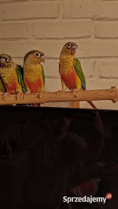 Rudosterki Zielonolice dwumiesięczne nieoswojone