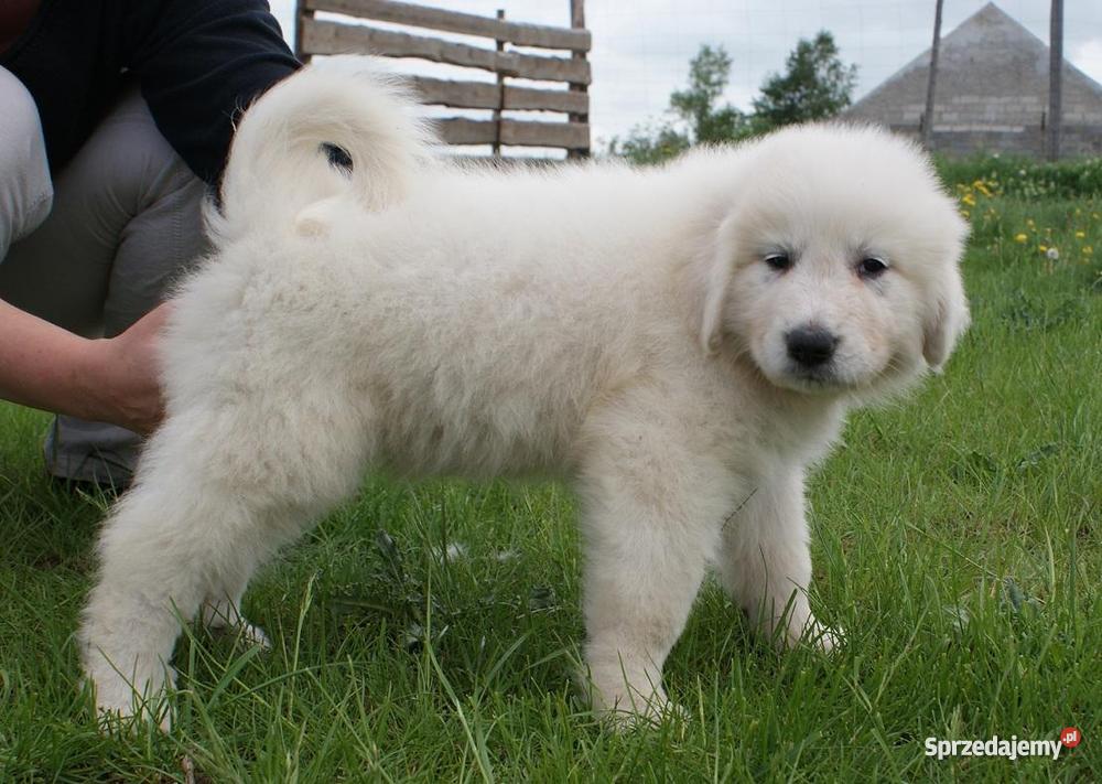 Pirenejski Pies Górski zagraniczne krycie Jaroszewy