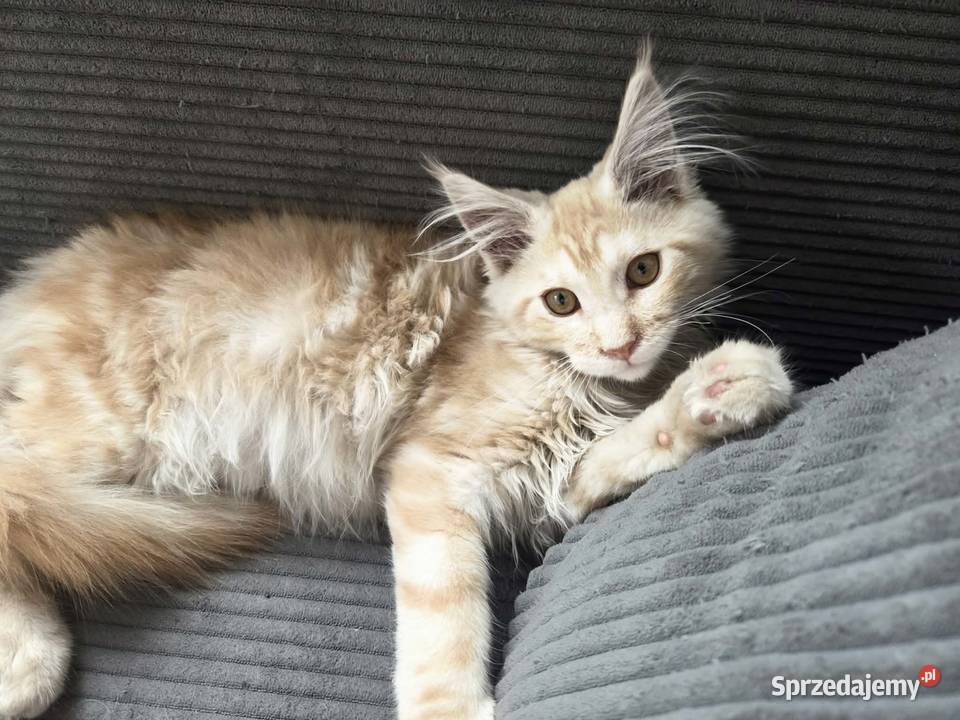 Gandalf Maine Coon Maine Coon sprzedam