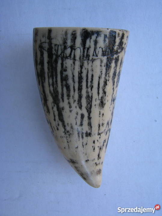 KŁY MORSA TROFEUM RZEŹBIONE 4 Kraków