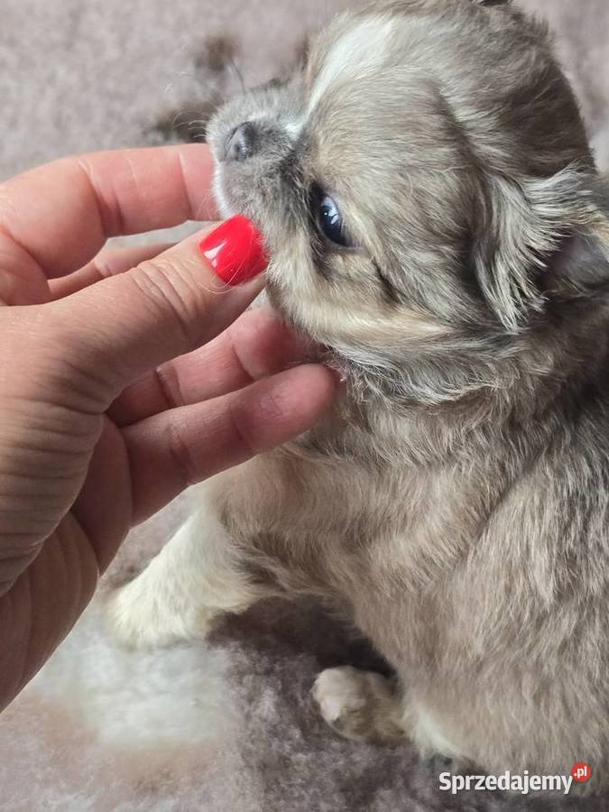 Chihuahua Liliowy Mini Bielsko-Biała