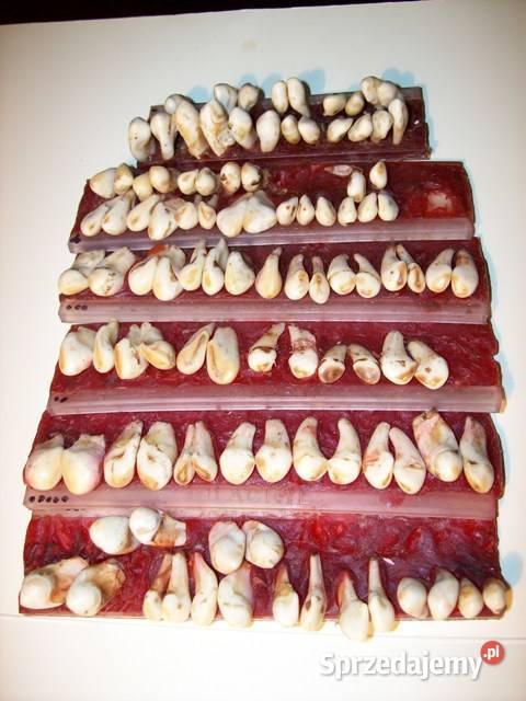 Grandle zwane też hakami 105 Wałcz