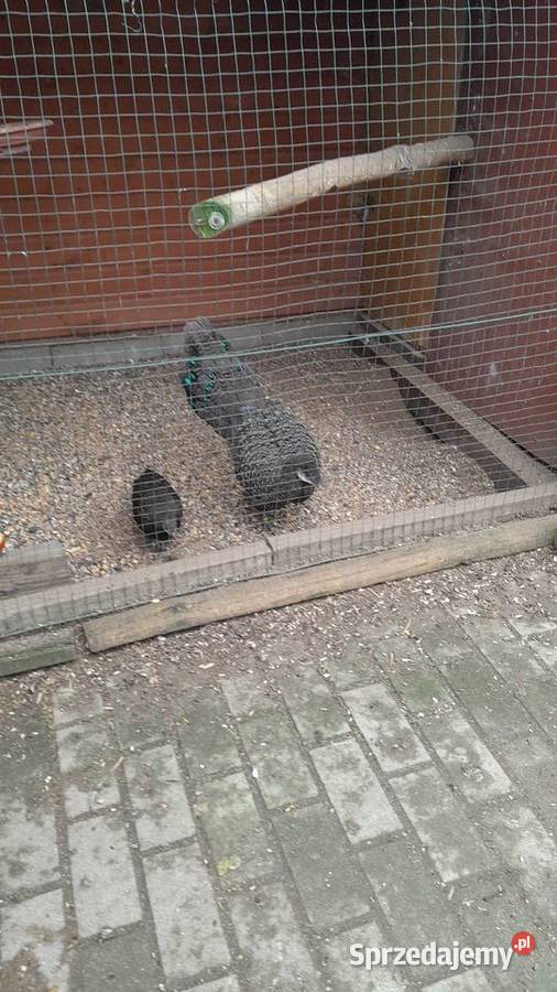 Sprzedam samca bażanta wieloszpona Raków