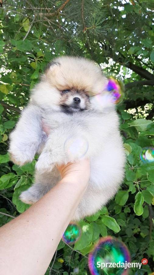 Dziewczynka szpic miniaturowy pomeranian łódzkie Pabianice