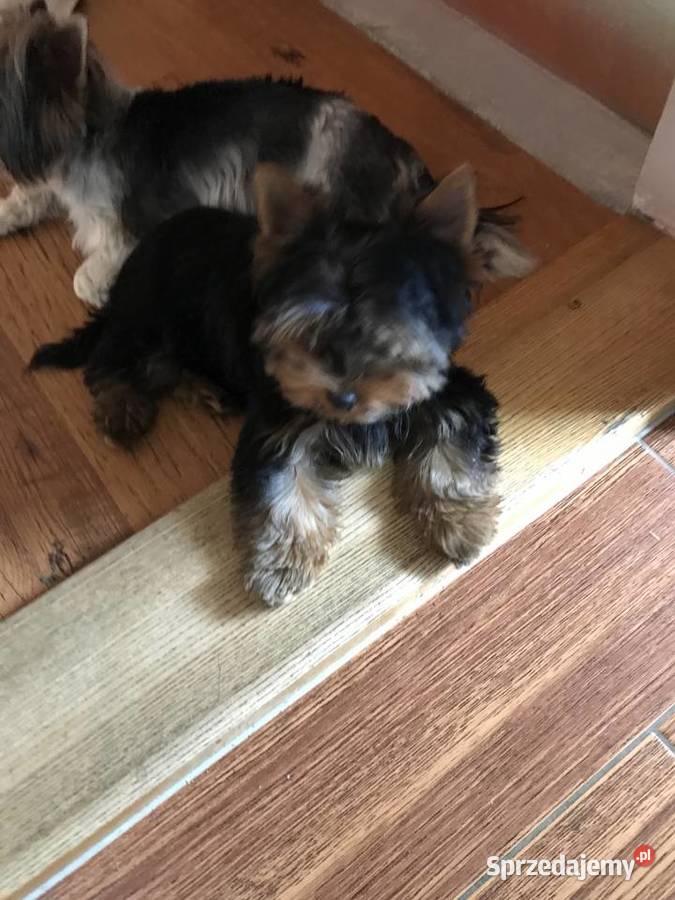 Śliczny mały York Cieszyn