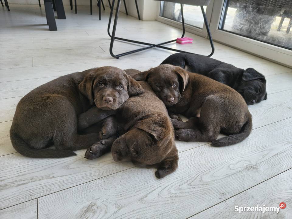 Śliczne suczki Labrador retriever Rodzice FCi i Labrador Niepołomice sprzedam