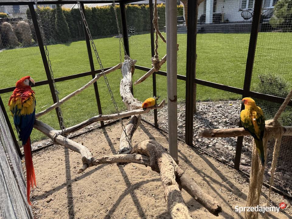 Papugi Konury Słoneczne para samiec samica Brodnica