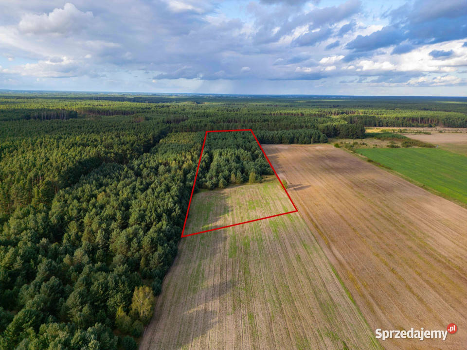 Działka rolna Jędrzejewo gm Czarnków 30000m2