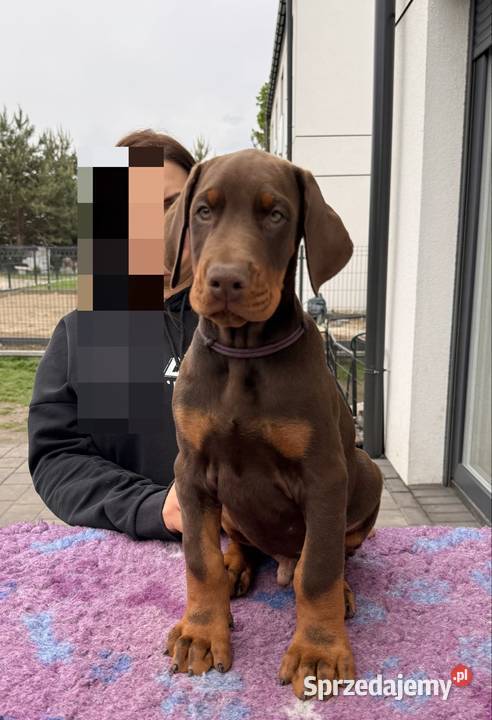 Twój przyszły Doberman zaczyna się tutaj Wrocław