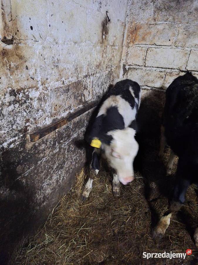 Sprzedam podlaskie Widźgowo sprzedam