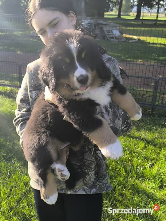 Berneński Pies Pasterski Berneński Pies Pasterski Kłodzko