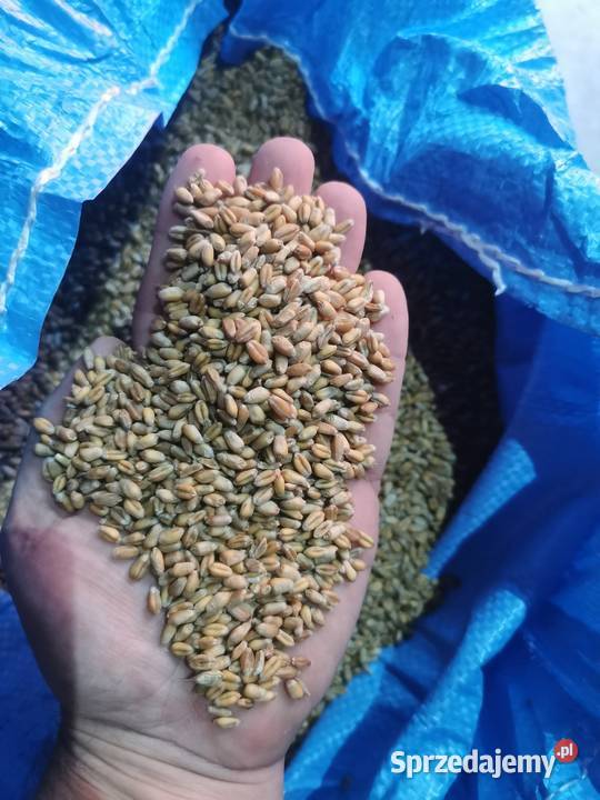 Pszenica ozima 2025 Korczyn