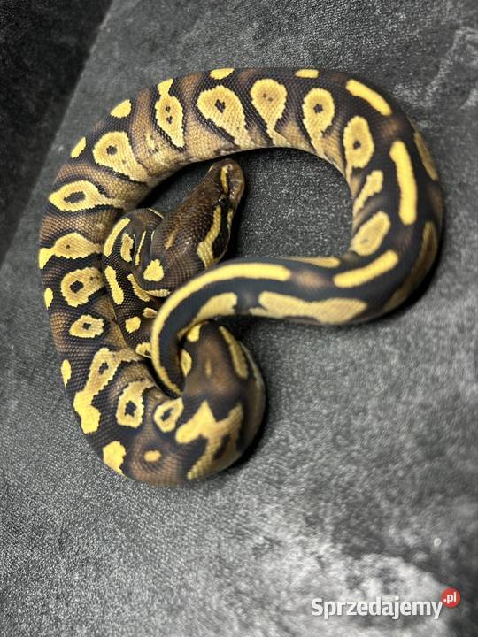 Dorosłe gotowe na sezon i młode węże zbożowe sprzedam