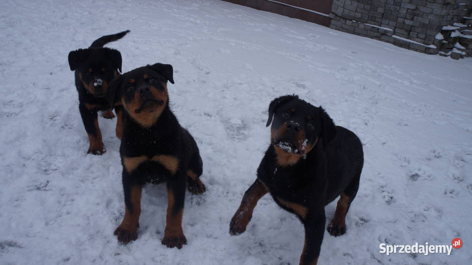 Szczenię Rottweiler Bydgoszcz