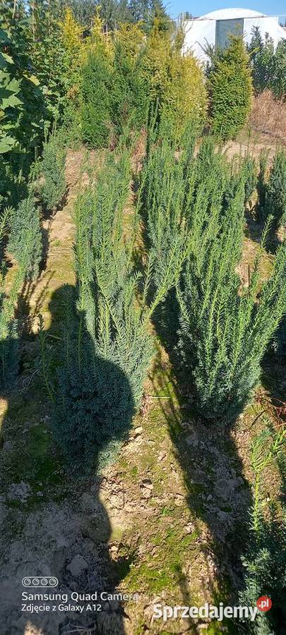 Cis hicksii I hilli 9060 28 2000 sztuk