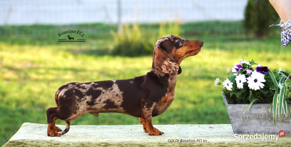 Jamnik krótkowłosy króliczymin ZKwPFCI