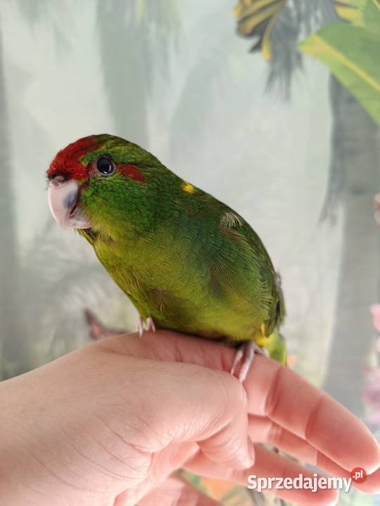 Papuga ręcznie karmiona koza modrolotka oswojona Ptaki pomorskie