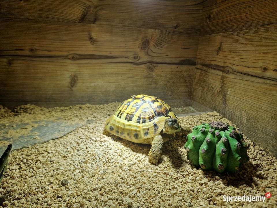 Żółw grecki Wolsztyn