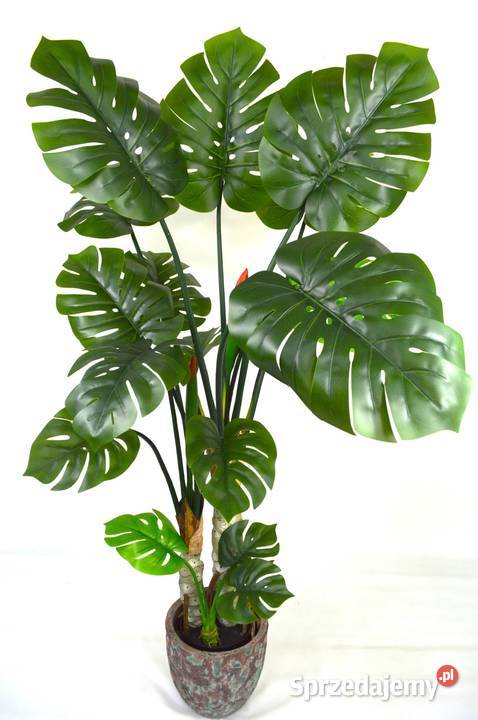 Monstera dziurawa wielopienna sztuczne drzewko kwiat, due licie 160cm  Wbrzeno - Sprzedajemy.pl