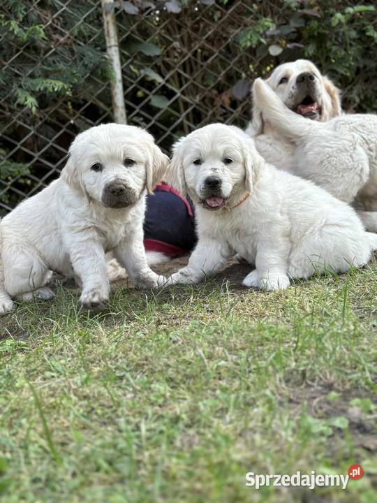 Sprzedam szczenięta golden retriever ZkwPFCI Toruń sprzedam