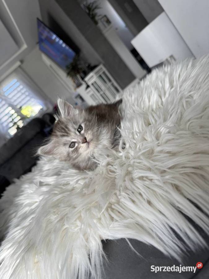 Apollo kocurek Maine Coon Maine Coon