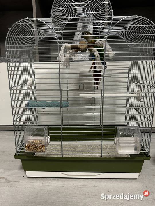 Papuga Rudosterka mazowieckie Dobczyn