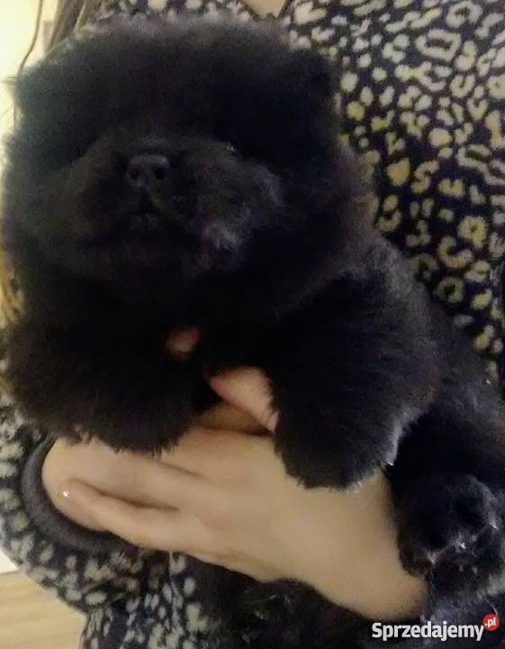 ChowChow szczeniaki sprzedam Pozostałe Konstantynów sprzedam