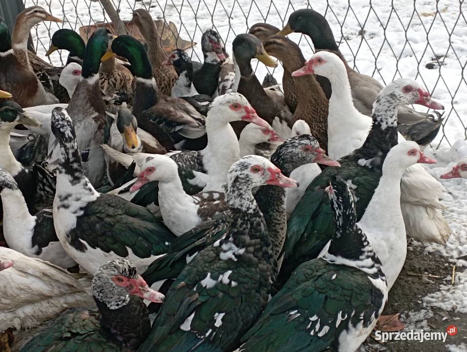 ŻYWE Kaczory Kaczki sporo sztuk MIX Do UbojuChów Golasowice