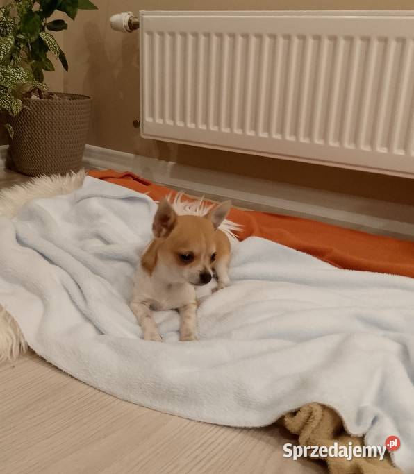 Chihuahua chłopiec komplet szczepień Chihuahua Psy małopolskie Szczucin