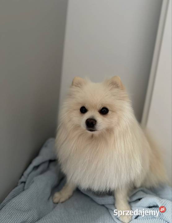 Szpic miniaturowy Pomeranian pies wielkopolskie sprzedam