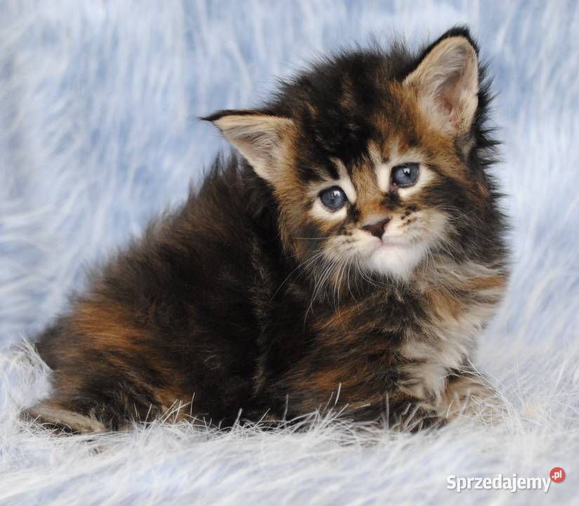 Kociaczki maine coon z prawdziwym rodowodem Brzezia Łąka