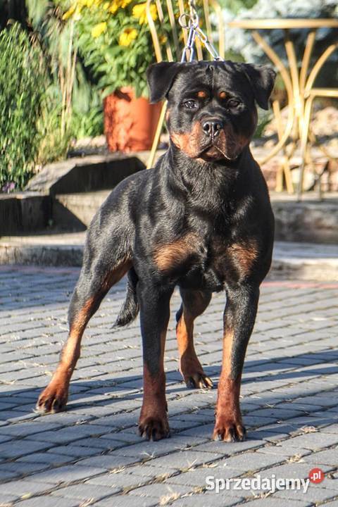 Rottweiler Szczenięta do Rezerwacji Odbiór mazowieckie Pionki