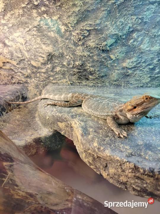 Agama brodata terrarium Gady i płazy Frombork
