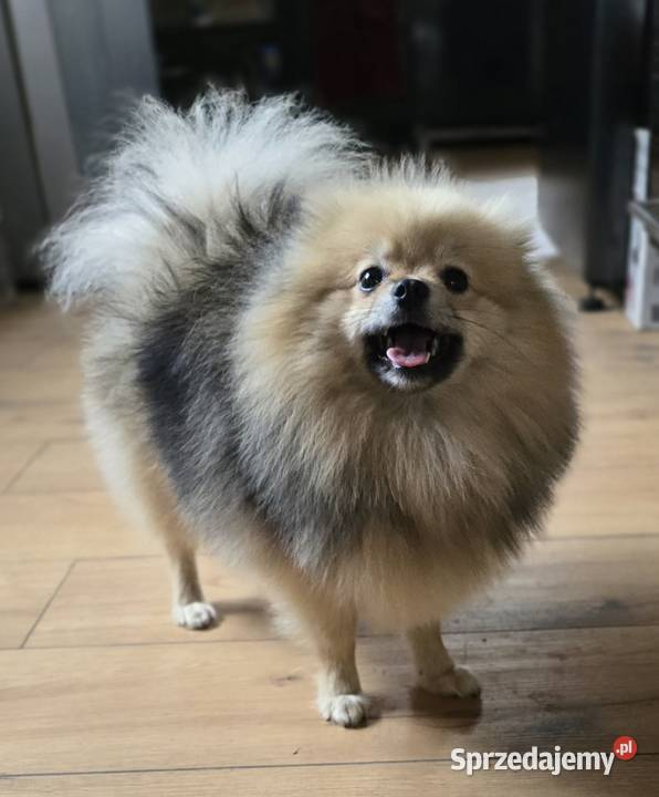 Pomeranian szpic miniaturowy zkwp FCI Piątkowisko